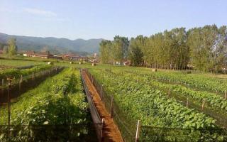 На подмосковной ферме выращивают виноградных улиток