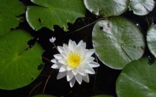 Белая кувшинка (водяная лилия): описание