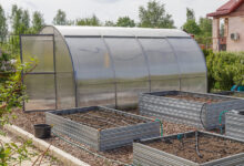 Photo of Особенности климата и выбор теплицы в Санкт-Петербурге