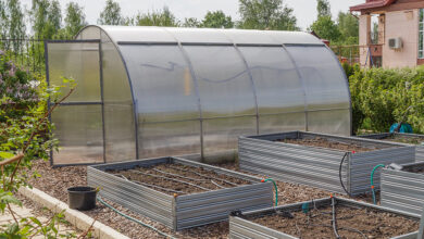 Photo of Особенности климата и выбор теплицы в Санкт-Петербурге