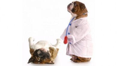 Photo of Преимущества вызова ветеринара на дом в Москве